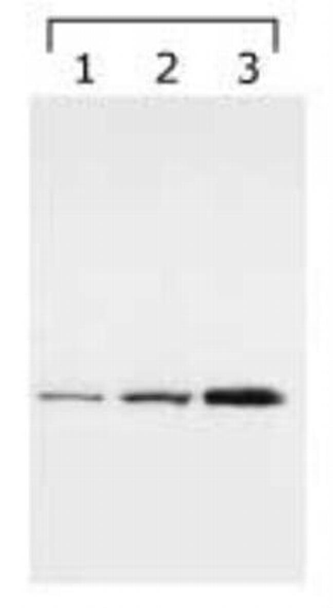 14-3-3 gamma Antibody in Western Blot (WB)