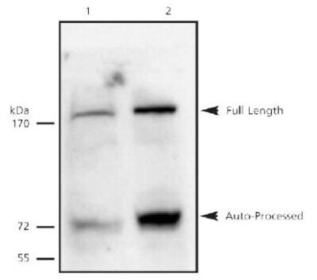 Separase Antibody in Western Blot (WB)