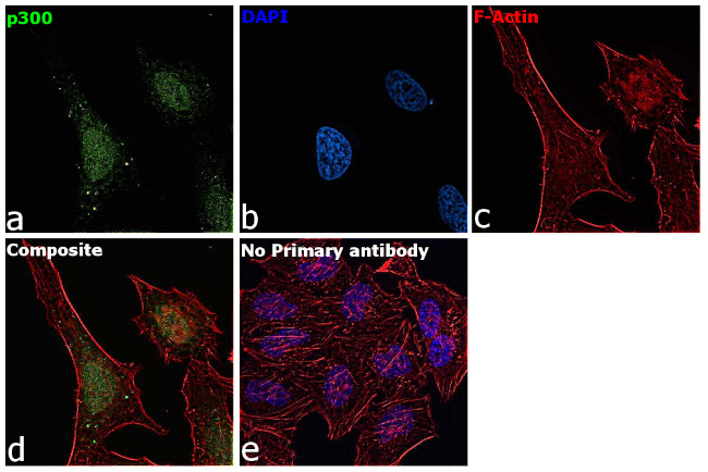 p300 Antibody in Immunocytochemistry (ICC/IF)