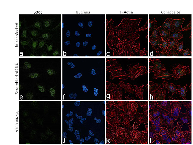 p300 Antibody