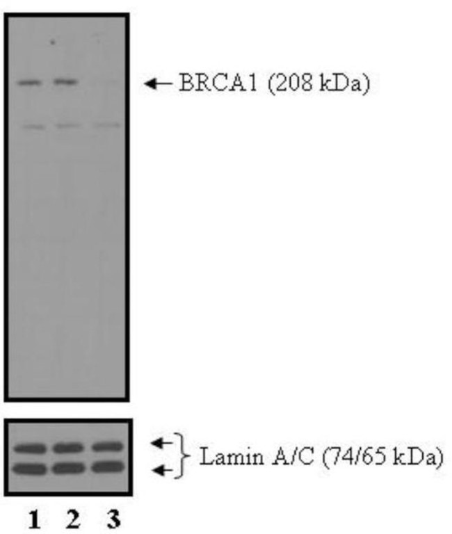 BRCA1 Antibody