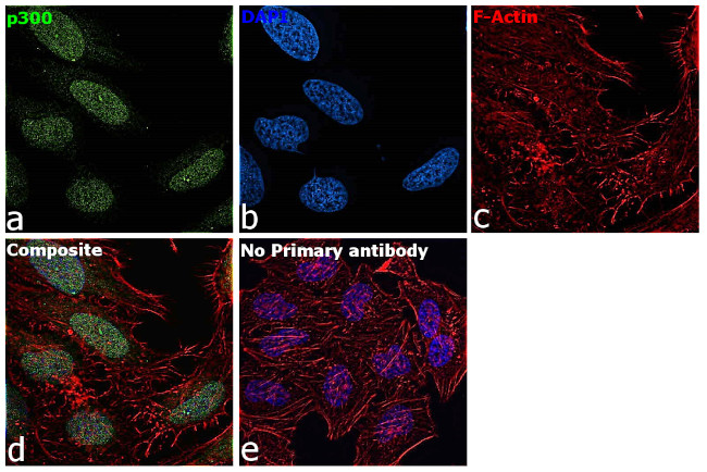 p300 Antibody in Immunocytochemistry (ICC/IF)