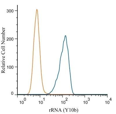 rRNA Antibody in Flow Cytometry (Flow)