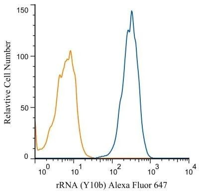 rRNA Antibody in Flow Cytometry (Flow)