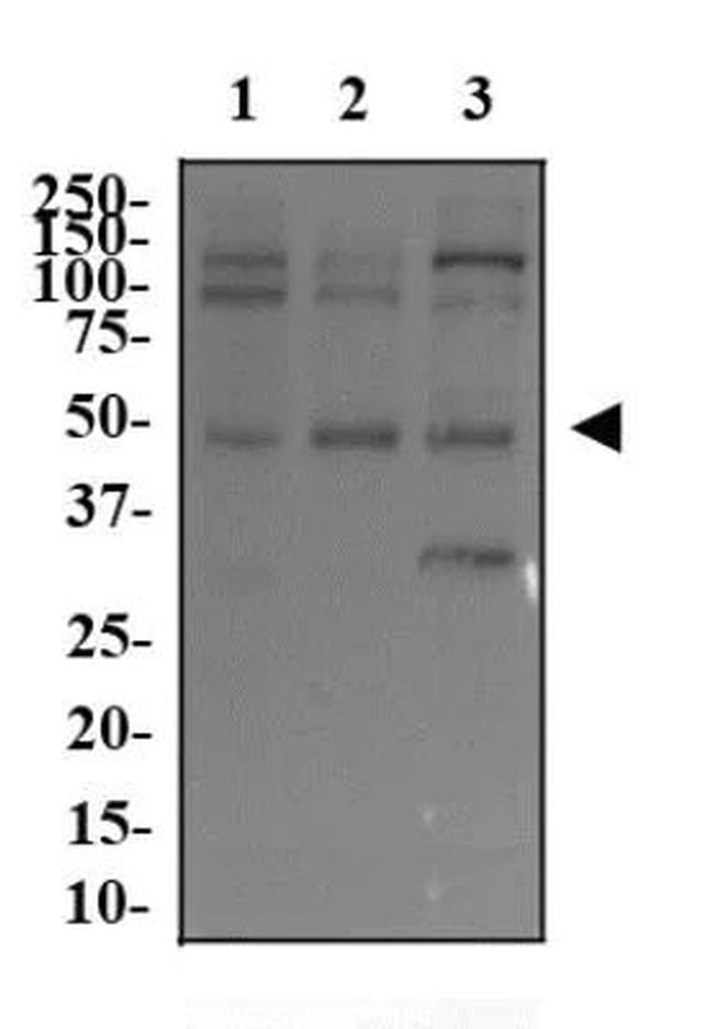 c-Myc Antibody in Western Blot (WB)