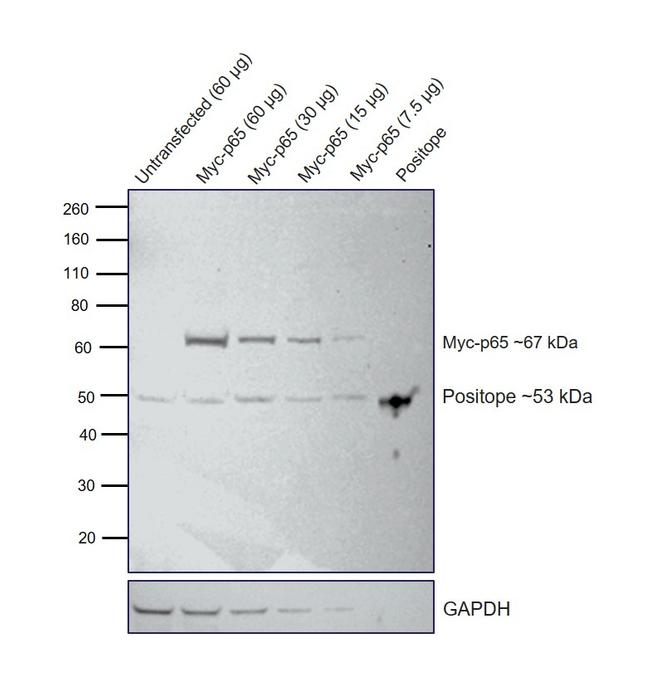 c-Myc Antibody in Western Blot (WB)