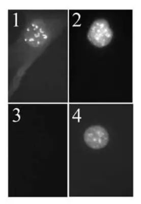 p19ARF Antibody in Immunocytochemistry (ICC/IF)