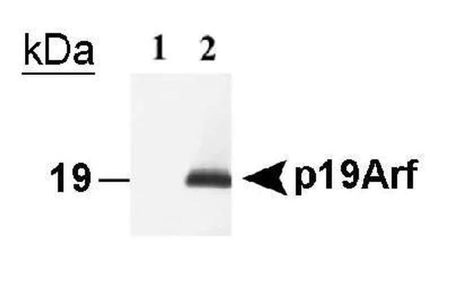 p19ARF Antibody in Western Blot (WB)