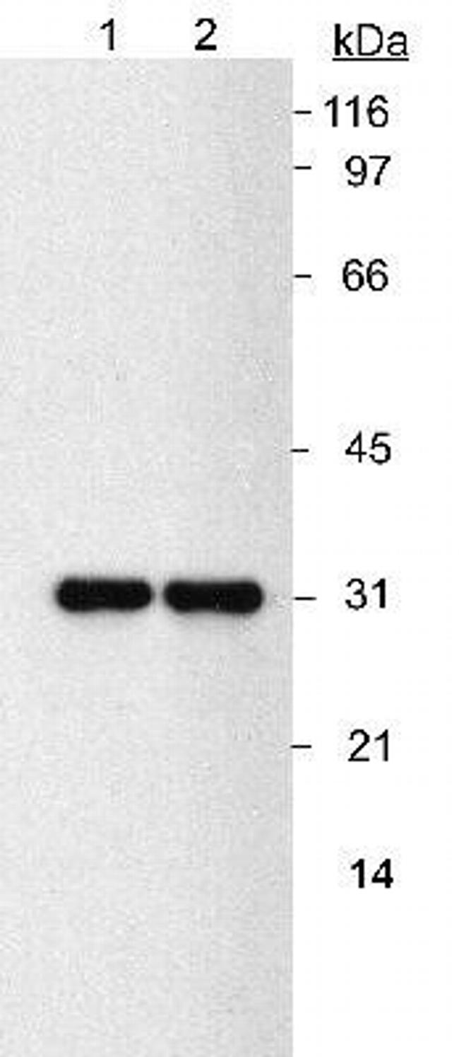 NQO1 Antibody in Western Blot (WB)