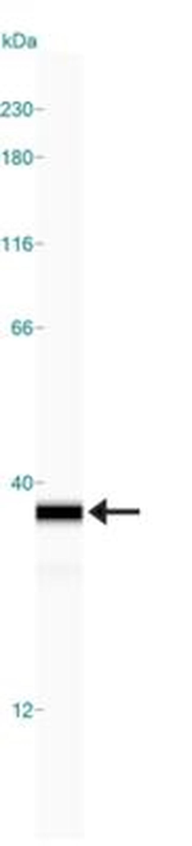 NQO1 Antibody in Western Blot (WB)