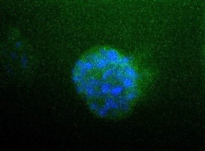 ATP1A1 Antibody in Immunocytochemistry (ICC/IF)