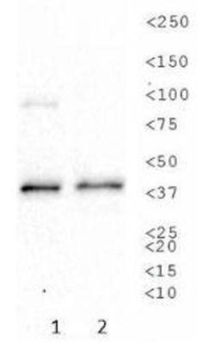 ATP1B1 Antibody in Western Blot (WB)