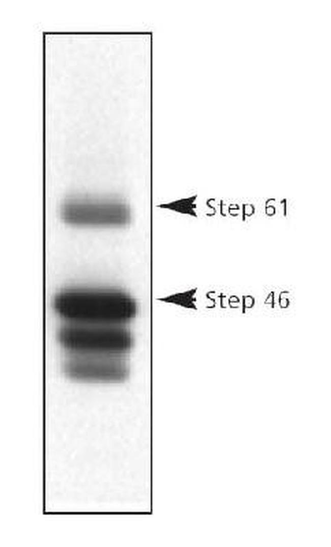 STEP Antibody in Western Blot (WB)