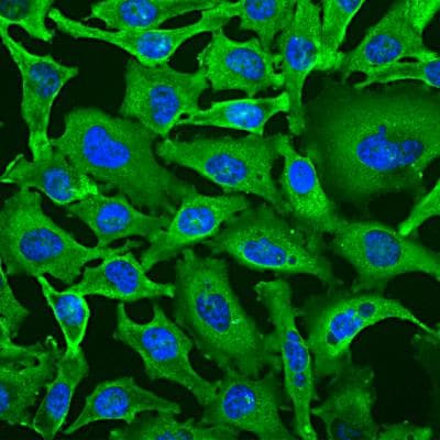 GAPDH Antibody in Immunocytochemistry (ICC/IF)