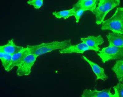 GAPDH Antibody in Immunocytochemistry (ICC/IF)