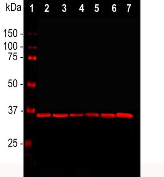 GAPDH Antibody in Western Blot (WB)