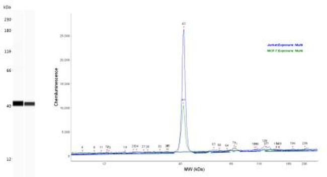 GAPDH Antibody in Western Blot (WB)