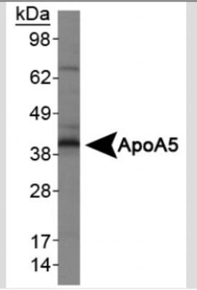 Apolipoprotein A5 Antibody in Western Blot (WB)