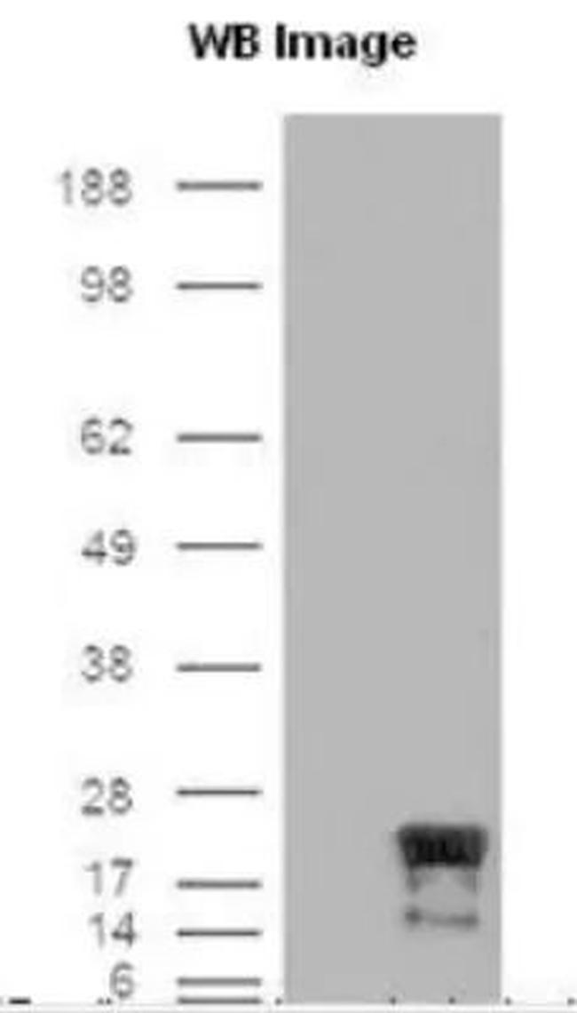 Survivin Antibody in Western Blot (WB)