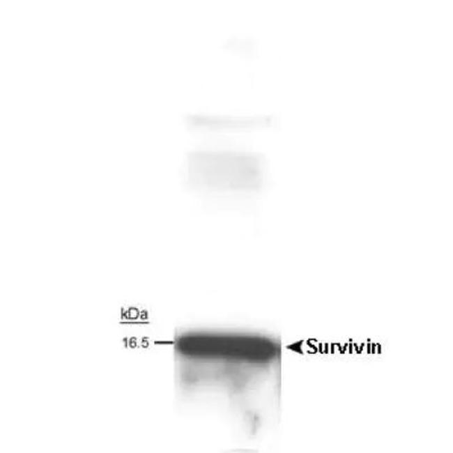 Survivin Antibody in Western Blot (WB)