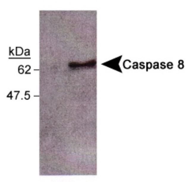 Caspase 8 Antibody in Western Blot (WB)