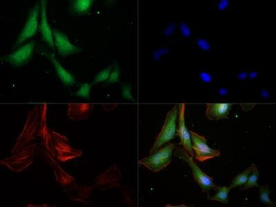 Caspase 9 Antibody in Immunocytochemistry (ICC/IF)