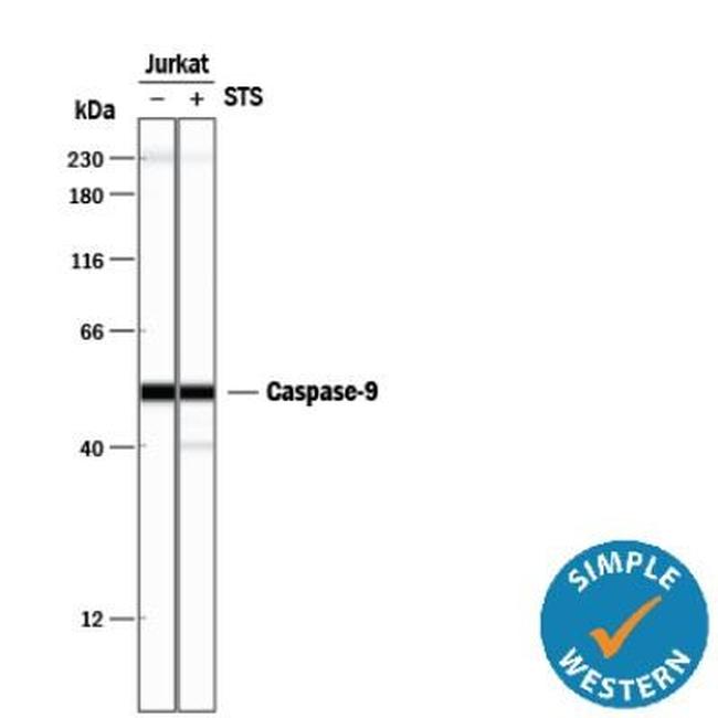 Caspase 9 Antibody in Western Blot (WB)