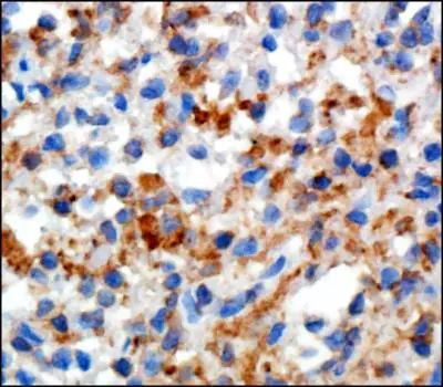 CD169 Antibody in Immunohistochemistry (Paraffin) (IHC (P))