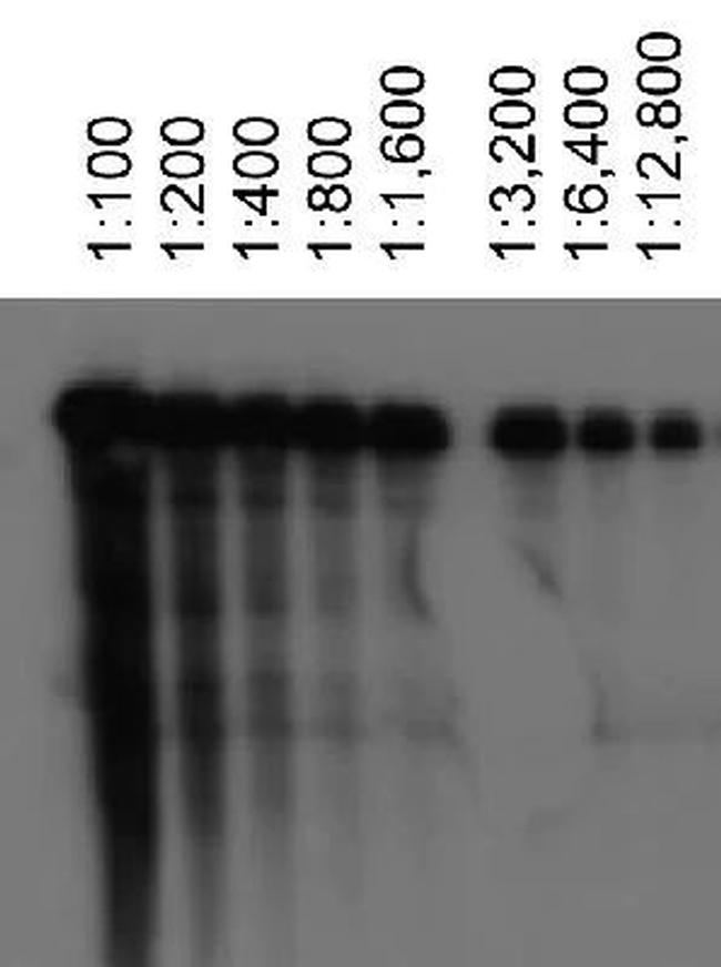 ABCA1 Antibody in Western Blot (WB)