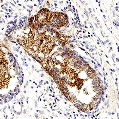 S-arrestin Antibody in Immunohistochemistry (Paraffin) (IHC (P))