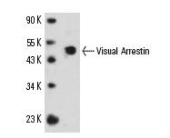 S-arrestin Antibody in Western Blot (WB)