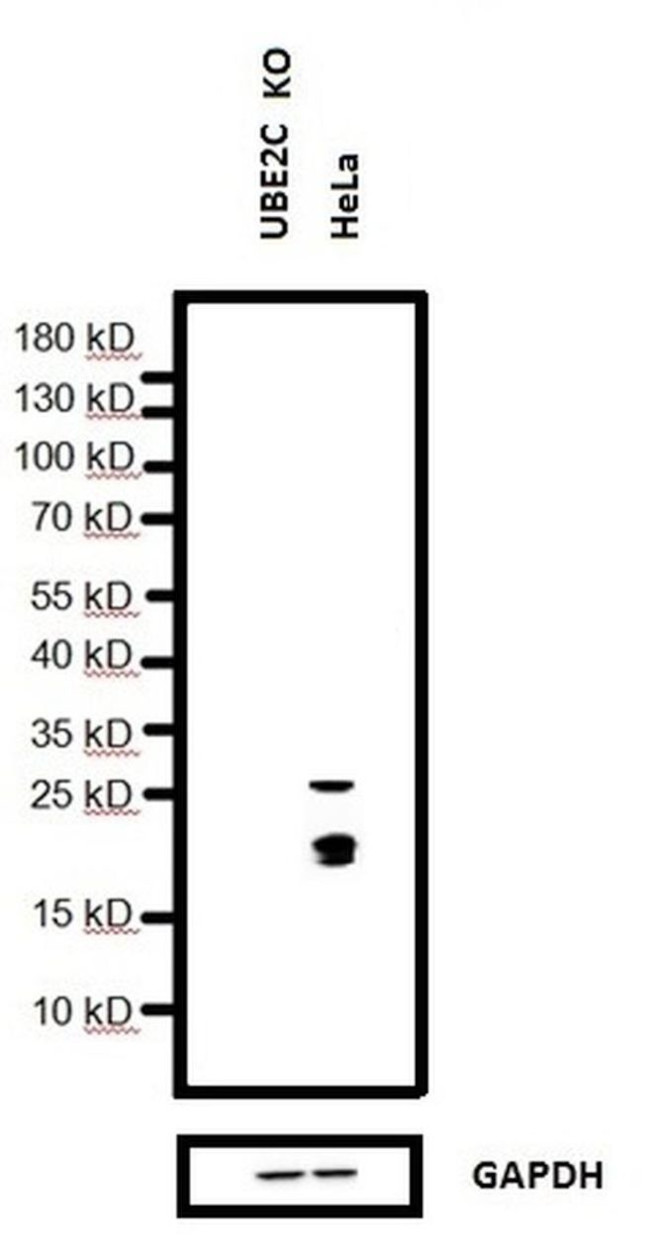 UBE2C Antibody