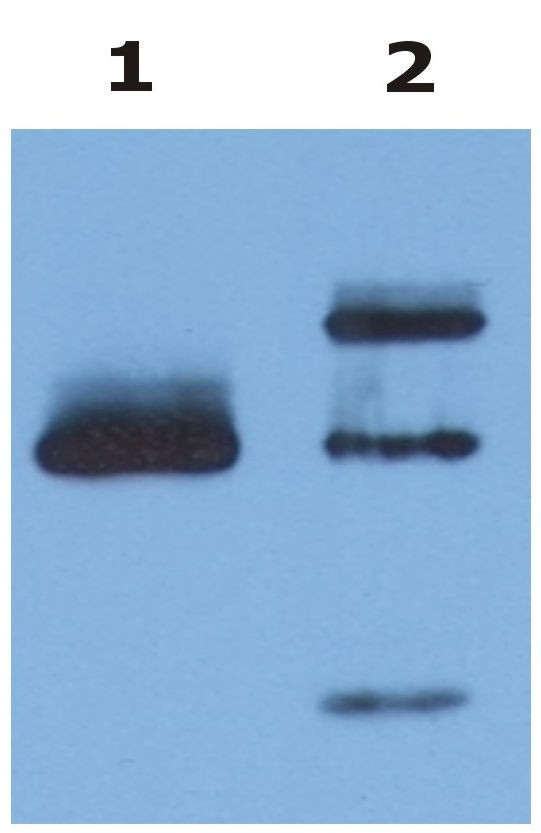 HLA-G Antibody in Immunoprecipitation (IP)