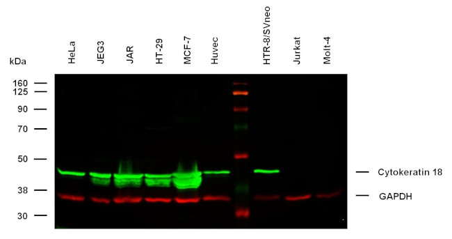 Cytokeratin 18 Antibody in Western Blot (WB)