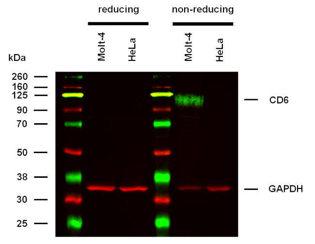 CD6 Antibody in Western Blot (WB)