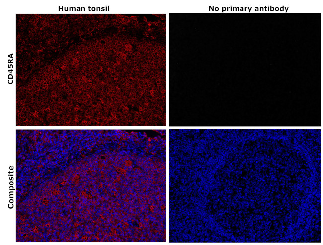 CD45RA Antibody in Immunohistochemistry (Paraffin) (IHC (P))