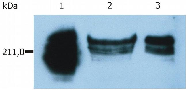 CD45RA Antibody in Western Blot (WB)