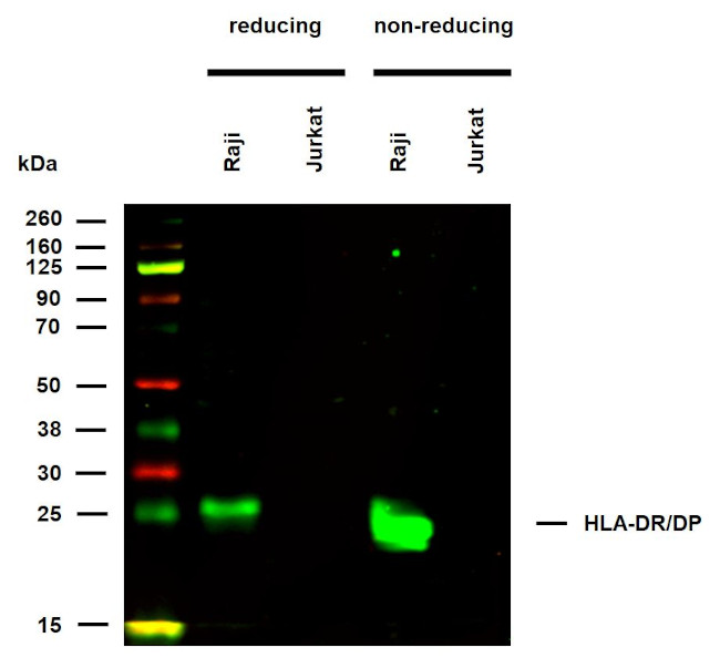 HLA-DR/DP Antibody in Western Blot (WB)