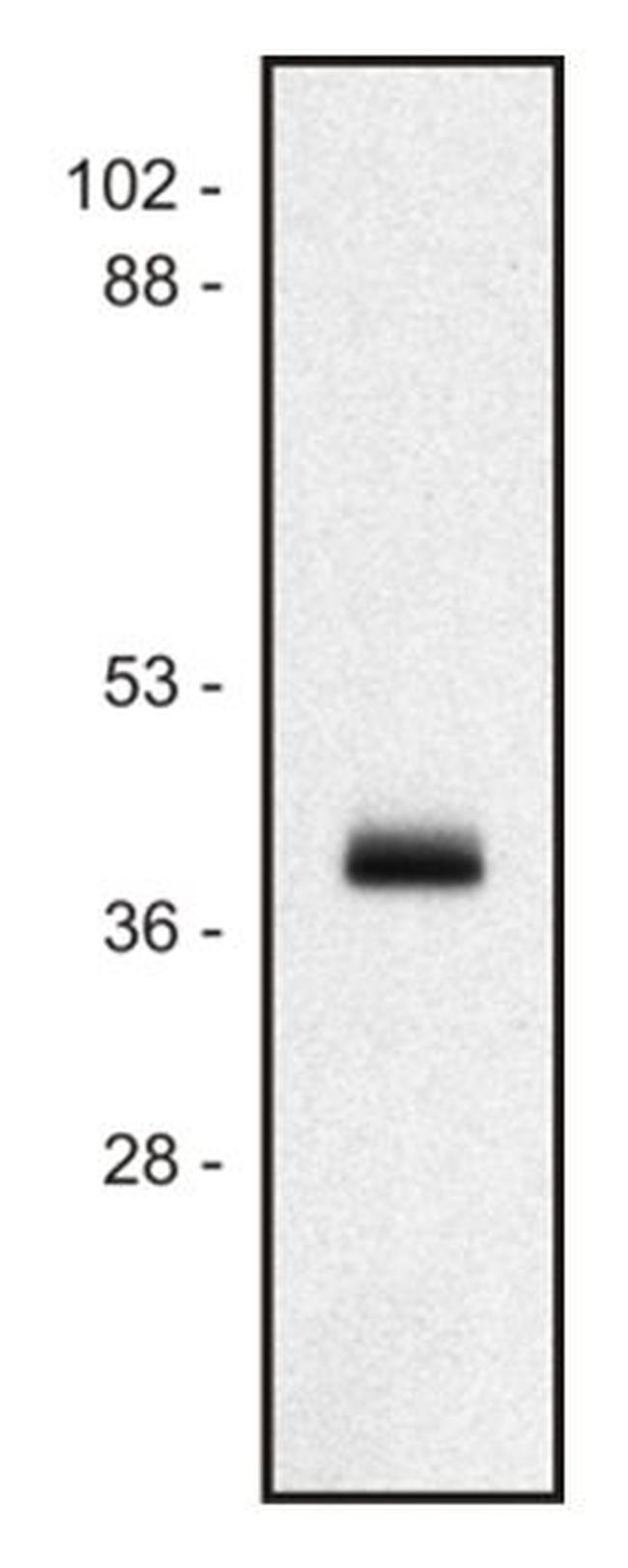 HLA-ABC Antibody in Western Blot (WB)