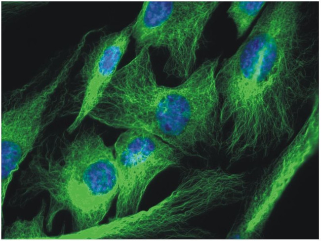 alpha Tubulin Antibody in Immunocytochemistry (ICC/IF)