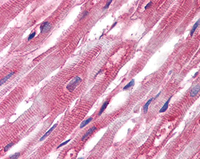 alpha Tubulin Antibody in Immunohistochemistry (Paraffin) (IHC (P))