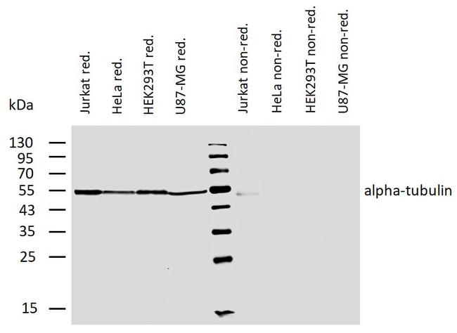 alpha Tubulin Antibody in Western Blot (WB)