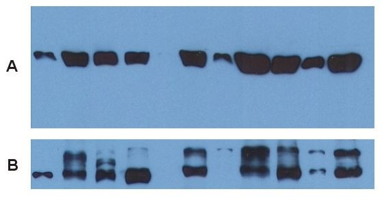 alpha Tubulin Antibody in Western Blot (WB)