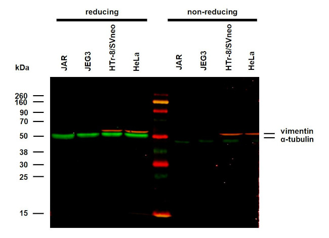 alpha Tubulin Antibody in Western Blot (WB)