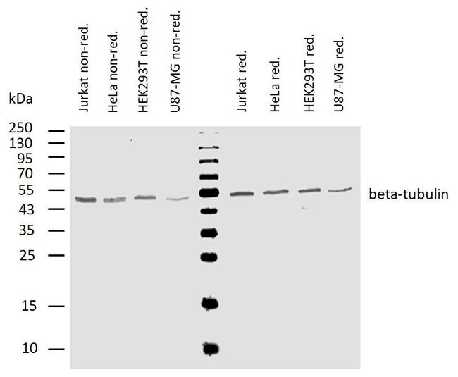 beta Tubulin Antibody in Western Blot (WB)