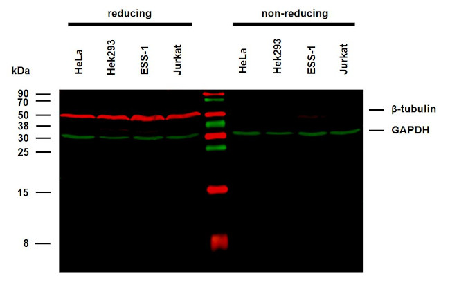 beta Tubulin Antibody in Western Blot (WB)