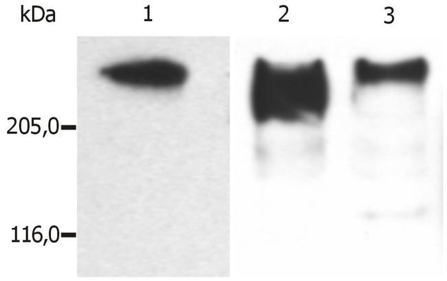 MAP2 Antibody in Western Blot (WB)