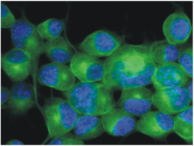 beta-3 Tubulin Antibody in Immunocytochemistry (ICC/IF)