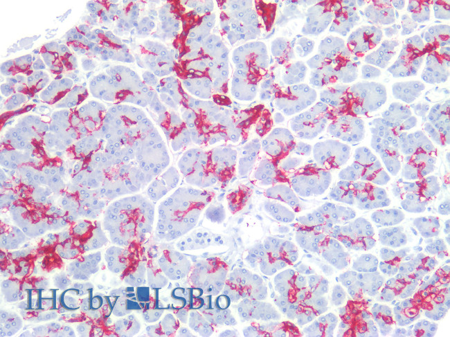 CA19-9 Antibody in Immunohistochemistry (Paraffin) (IHC (P))