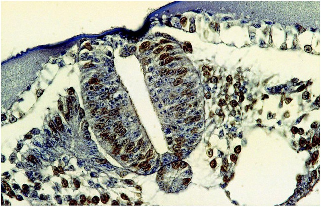 BrdU Antibody in Immunohistochemistry (Paraffin) (IHC (P))